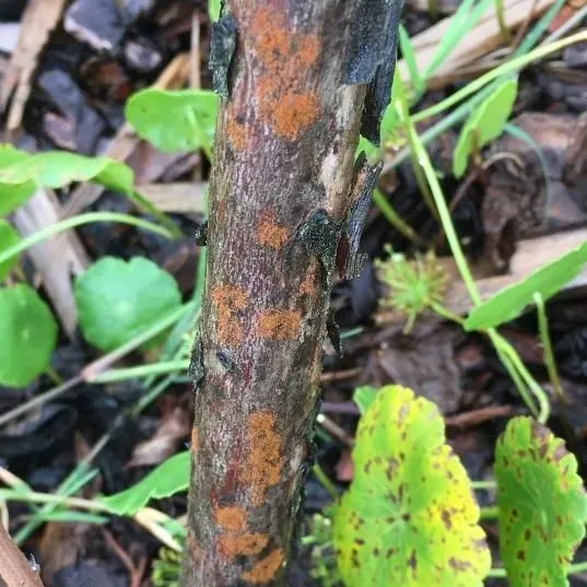 thumbnail for publication: Algal Stem Blotch in Southern Highbush Blueberry in Florida